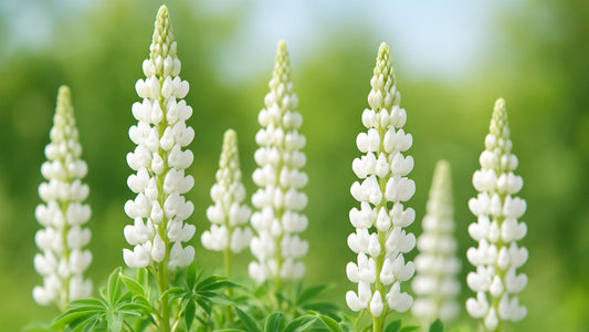 Lupin Extract: Nutritional Powerhouse for Strength, Endurance and Recovery