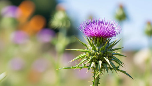 Milk Thistle Benefits, Uses, and Side Effects